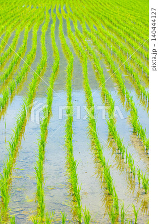 田植えを終えた田んぼ 田植えを終えた田んぼ 140444127