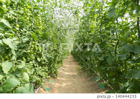 温室のトマト栽培で、緑の蔓が茂る農業風景 温室のトマト栽培で、緑の蔓が茂る農業風景 140444233
