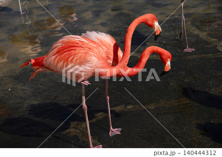 フラミンゴ フラミンゴ 140444312