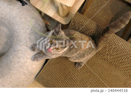 猫 ねこ ネコ 140444516