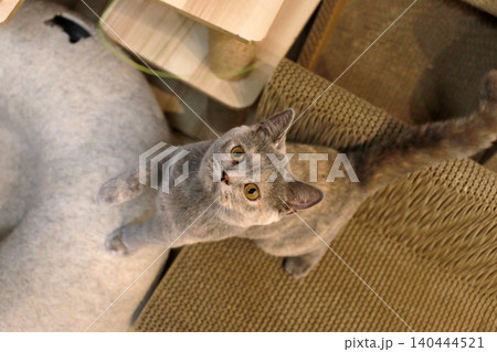 猫 ねこ ネコ 140444521