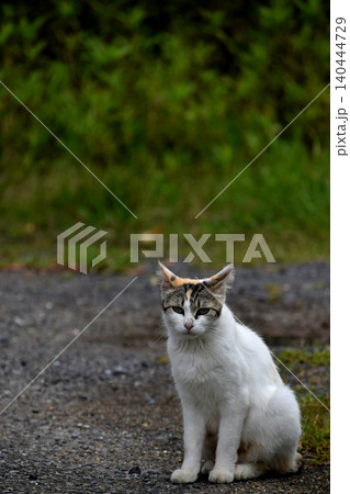 見つめる猫 見つめる猫 140444729
