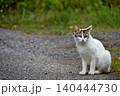 見つめる猫 見つめる猫 140444730
