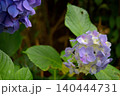 紫の紫陽花 紫の紫陽花 140444731