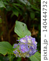 紫の紫陽花 紫の紫陽花 140444732