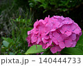 濃いピンクの紫陽花 濃いピンクの紫陽花 140444733