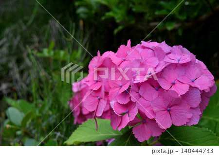 濃いピンクの紫陽花 140444733