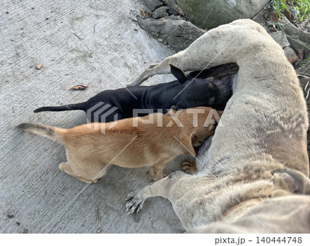 動物 動物学 哺乳類 140444748