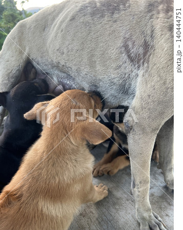 動物 動物学 哺乳類 140444751