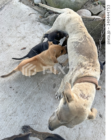 動物 動物学 哺乳類 140444753