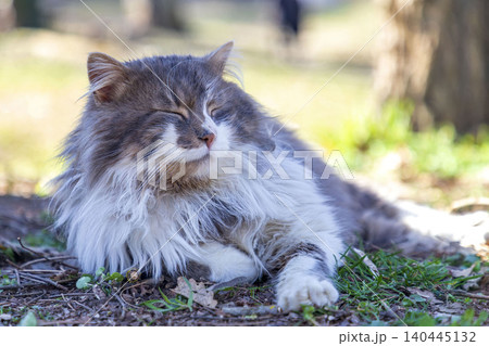 fluffy cat fluffy cat 140445132