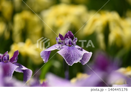 黄色い花を背景にきれいな花 黄色い花を背景にきれいな花 140445176