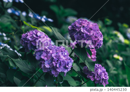 紫陽花 紫陽花 140445230