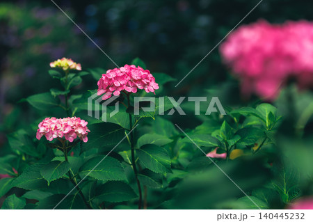 紫陽花 紫陽花 140445232