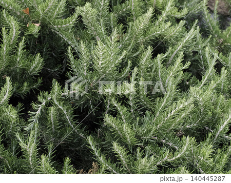 Close Up Of Fresh Rosemary Herb Bush Green Foliage Texture In Garden Landscape Photo Close Up Of Fresh Rosemary Herb Bush Green Foliage Texture In Garden Landscape Photo 140445287