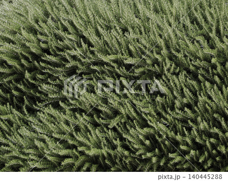 Close Up Of Fresh Rosemary Herb Bush Green Foliage Texture In Garden Landscape Photo Close Up Of Fresh Rosemary Herb Bush Green Foliage Texture In Garden Landscape Photo 140445288