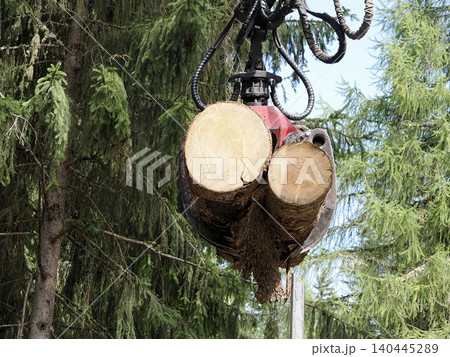 mechanical harvester grab suspends freshly cut conifer logs above the forest floor amid dense trees during a timber harvesting operation, illustrating heavy forestry machinery mechanical harvester grab suspends freshly cut conifer logs above the forest floor amid dense trees during a timber harvesting operation, illustrating heavy forestry machinery 140445289