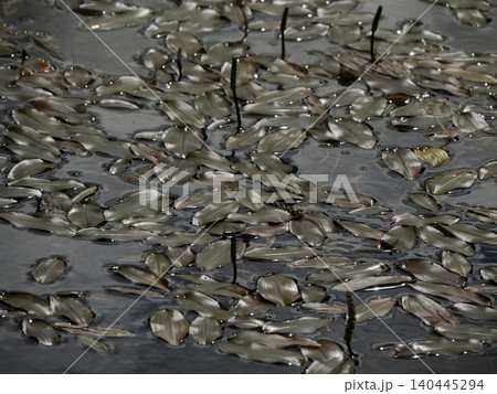 Floating Pond Leaves On Dark Water Surface With Ripples And Reflections Floating Pond Leaves On Dark Water Surface With Ripples And Reflections 140445294