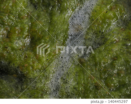 green algae bloom on a stagnant pond surface showing slimy mossy biofilm, bubbles and murky water. Natural aquatic growth conveys eutrophication, nutrient-driven bloom 140445297
