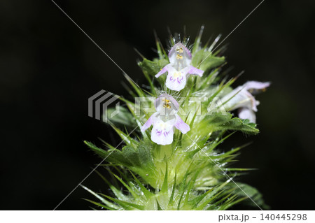 Galeopsis tetrahit Common Hemp nettle is an uninspiring member of the Mint family. This arable weed is easily overlooked on roadside verges because its flowers are small and sparse. Galeopsis tetrahit Common Hemp nettle is an uninspiring member of the Mint family. This arable weed is easily overlooked on roadside verges because its flowers are small and sparse. 140445298