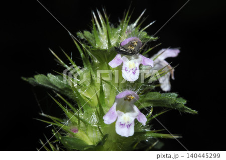 Malachius bipustulatus beetle on Galeopsis tetrahit Common Hemp nettle is an uninspiring member of the Mint family Malachius bipustulatus beetle on Galeopsis tetrahit Common Hemp nettle is an uninspiring member of the Mint family 140445299