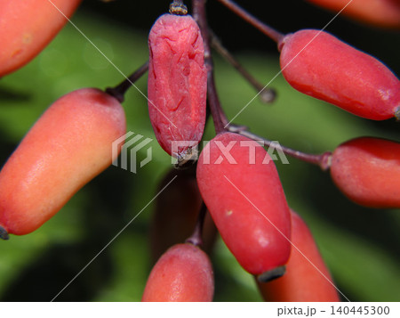 Berberis Vulgaris European Barberry berry detail Berberis Vulgaris European Barberry berry detail 140445300
