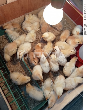 Poultry Farming Scene with Cute Fluffy Hatchlings 140445357