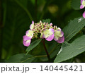 ピンクのアジサイの花 140445421