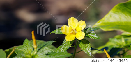 yellow flower yellow flower 140445483