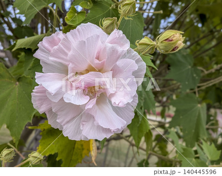 淡いピンク色の酔芙蓉の花 淡いピンク色の酔芙蓉の花 140445596