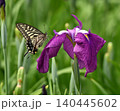 紫の花しょうぶにとまる蝶々 140445602