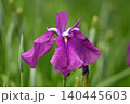 紫の花しょうぶの花 140445603