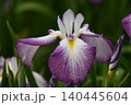 青い花しょうぶの花 140445604