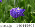 青い花しょうぶの花 140445605