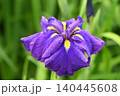 紫の花しょうぶ 140445608