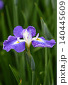 青い花しょうぶの花 140445609