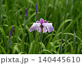 紫の花しょうぶの花 140445610