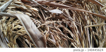 Macro shot of a ripe rice panicle with golden grains hanging from the stalk. Macro shot of a ripe rice panicle with golden grains hanging from the stalk. 140445624