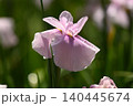ピンクの花しょうぶの花 140445674