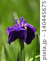 青い花しょうぶの花 140445675
