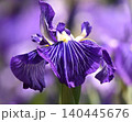 青い花しょうぶの花 140445676