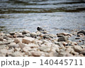 Small wagtail bird standing on stones by edge of flowing river Spey, Scotland 140445711