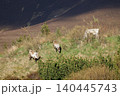 Wild reindeer grazing in Cairngorms National Park, Scottish Highlands 140445743