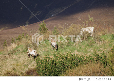Wild reindeer grazing in Cairngorms National Park, Scottish Highlands Wild reindeer grazing in Cairngorms National Park, Scottish Highlands 140445743
