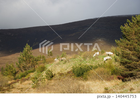 Sunlight shining on reindeer grazing in Cairngorm mountains, Scotland Sunlight shining on reindeer grazing in Cairngorm mountains, Scotland 140445753