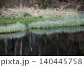 Green reeds and grass at edge of calm water of Scottish loch 140445758