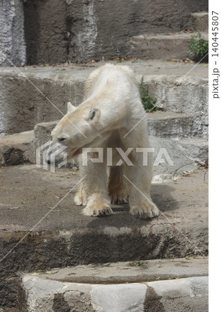 ホッキョクグマ 浜松市動物園 ホッキョクグマ 浜松市動物園 140445807