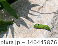 石の上を歩くアゲハチョウの幼虫 140445876