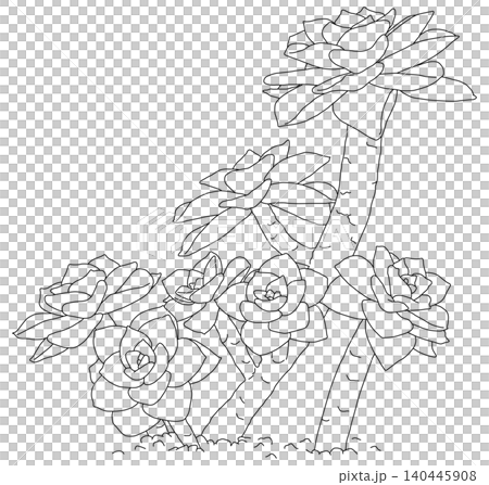 Succulent plant line drawing - no coloring Succulent plant line drawing - no coloring 140445908