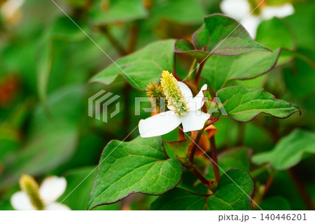 ドクダミ ドクダミ 140446201